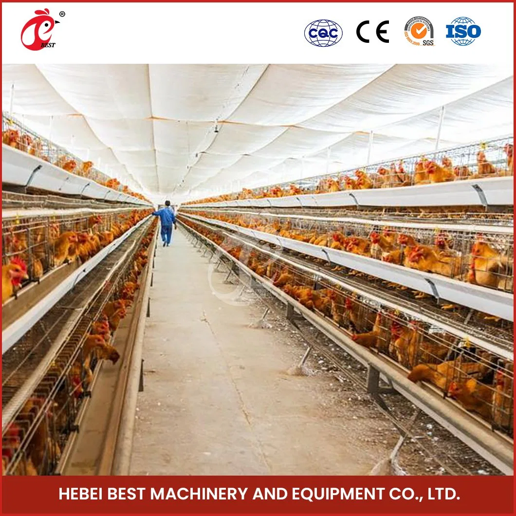 Bestchickencage uma Cage de tipo China Hen Cage Manufacturing Amostra gratuita de equipamento de gaiola de aves para configuração automática do sistema de gaiola de bateria