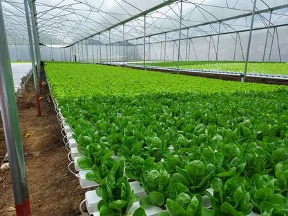 Vegetable Gardening Products 4X2 Inch Channel 100*50mm Gutter Plastictray for for Lettuces Salad Herbs Asian Leafy Greens Vegetables Commerical Greenhouse Use