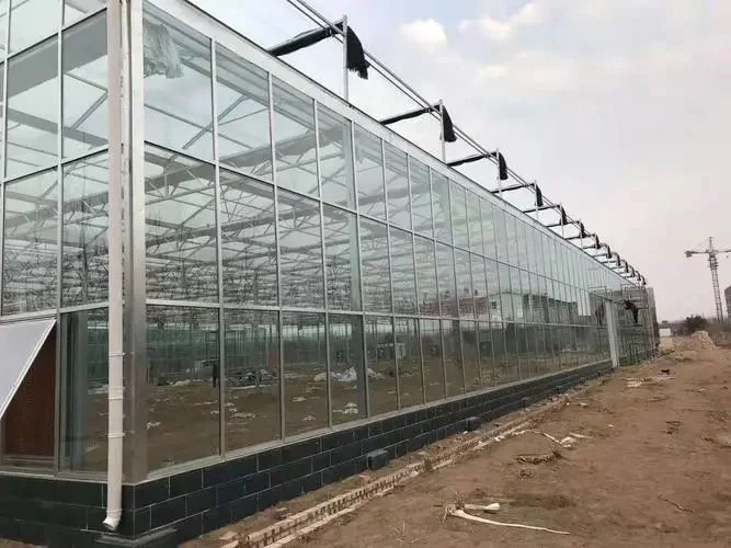 Venlo Dutch Type Glass Greenhouse for Commercial Flower or Vegetables Growing Like Tomato Lettuce Pepper Agricultural Greenhouse