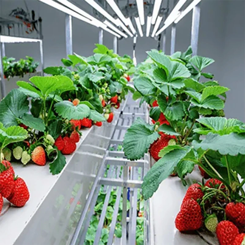 Transporte crecer Strawberry Container Greenhouse vertical Hydroponics System Granja de Contenedores Invernadero con LED Growing Lights System