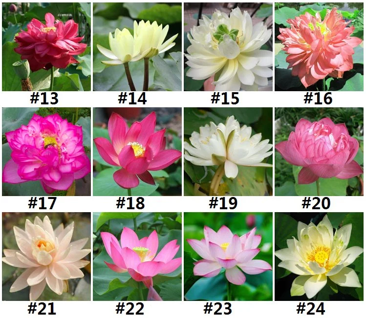 S420 Wan Lian mejor venta de productos Semillas de flores pequeñas semillas de loto
