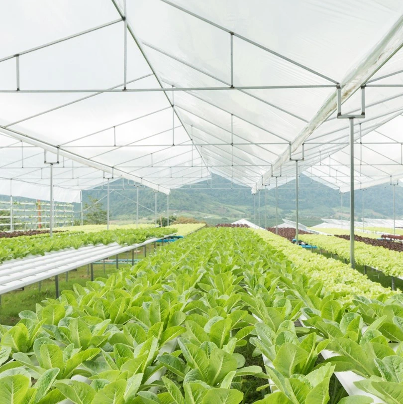 200micron Sunshade UV Treated PE Vegetable Greenhouse Film Mushroom Cultivation Greenhouse Farming Horticulture Greenhouse