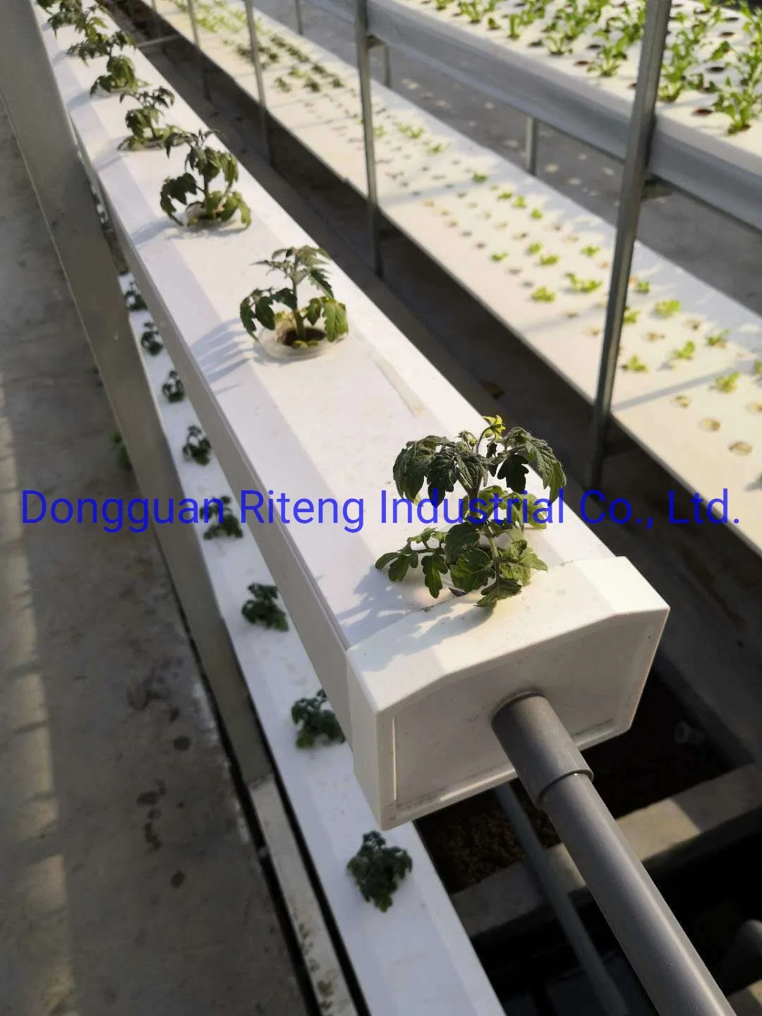 El crecimiento a través de la torre vertical se utiliza para el cultivo hidropónico sistema NFT para granja vertical