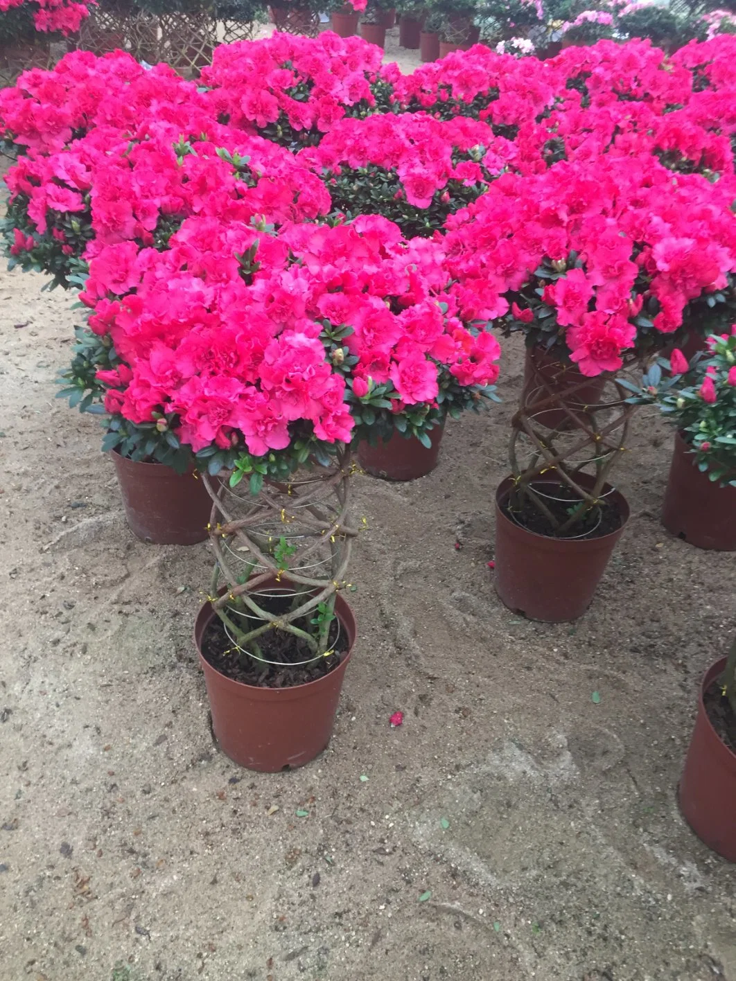 Azalea Braided Basket Shape