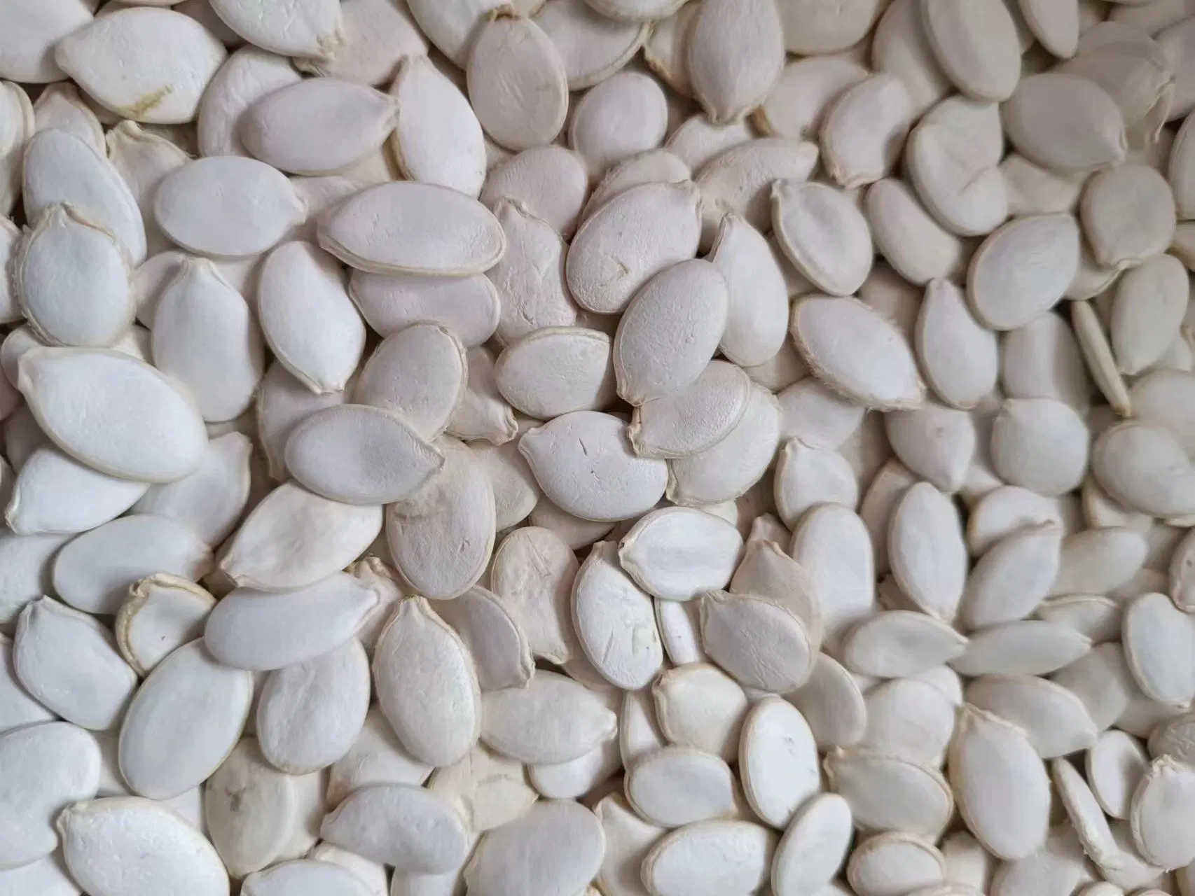 Chinese Cheap and Good Quality Snow White Pumpkin Seeds 2023 Crop