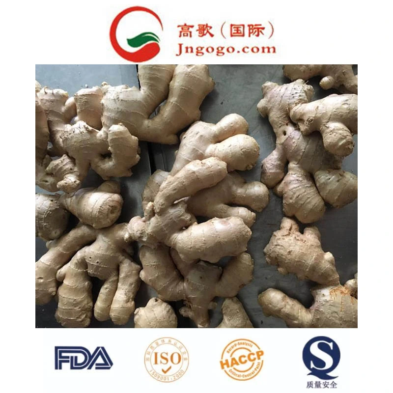 New Crop Fresh Ginger (100g- 250g and up etc)