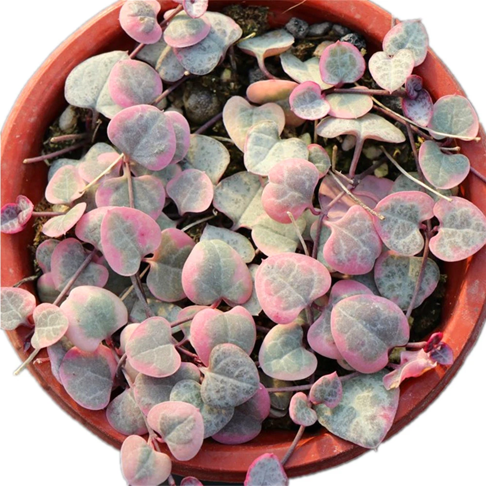 Hot Sale Variegated String of Heart Echeveria/Lithop/Haworthia/Aeonium Rare Natural Live Plants Succulents