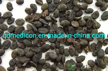 Dipsacus Asperoides (root) Raw Material Prepared Traditional Chinese Herbal Medicine Tonify Yang