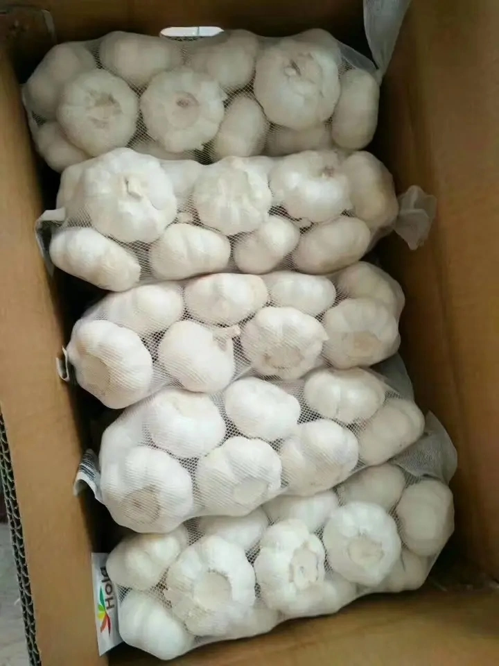 New Season Red Garlic Top Quality Offer China Fresh Garlic Factory Wholesale