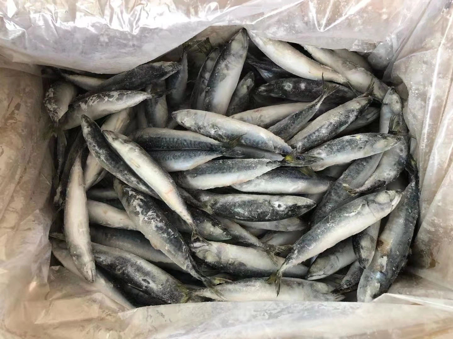 80-120g IQF Frozen North Pacific Mackerel for Indonesia Market