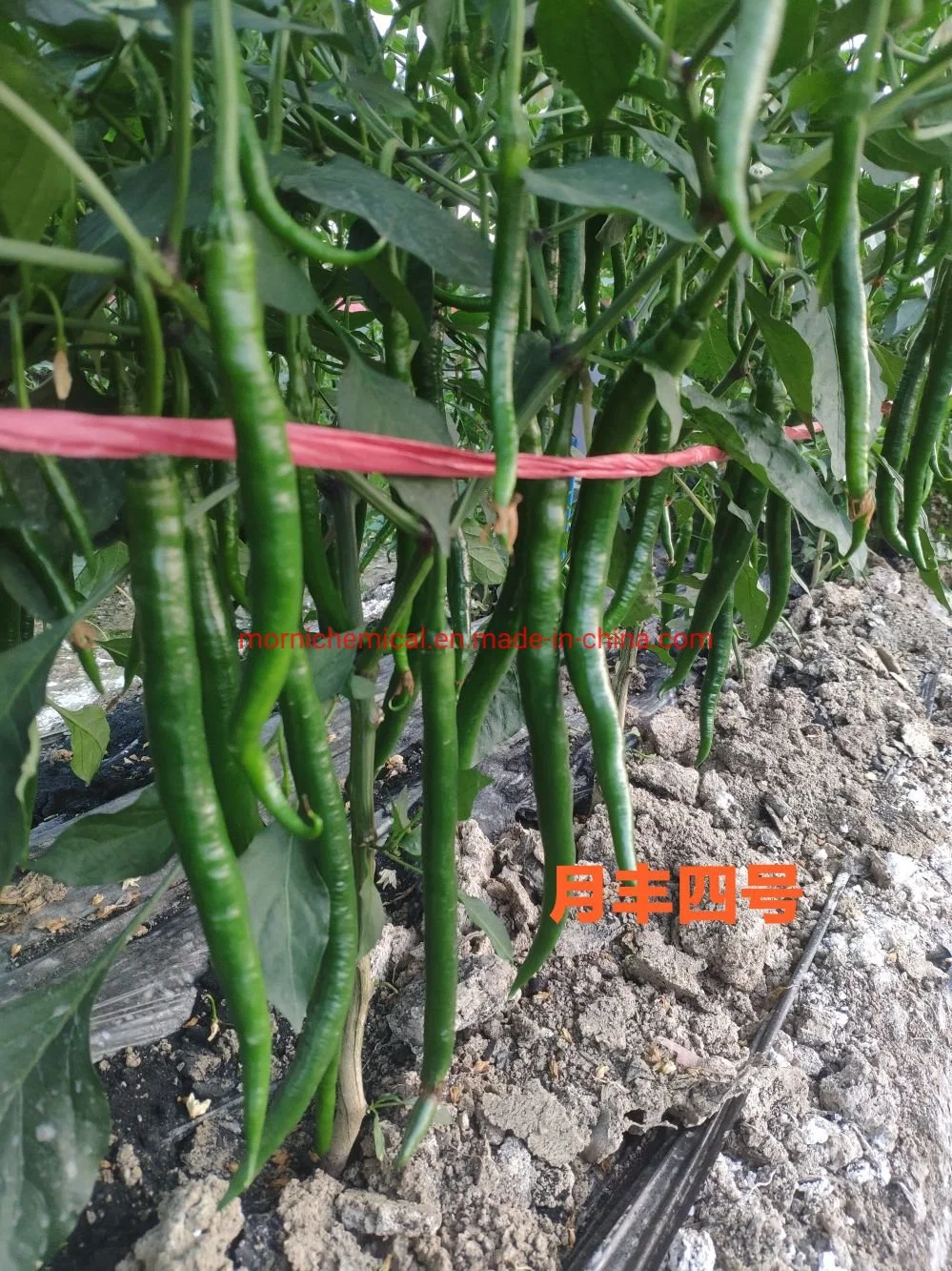 Original Factory Long Line Chill Pepper Seeds for Plant