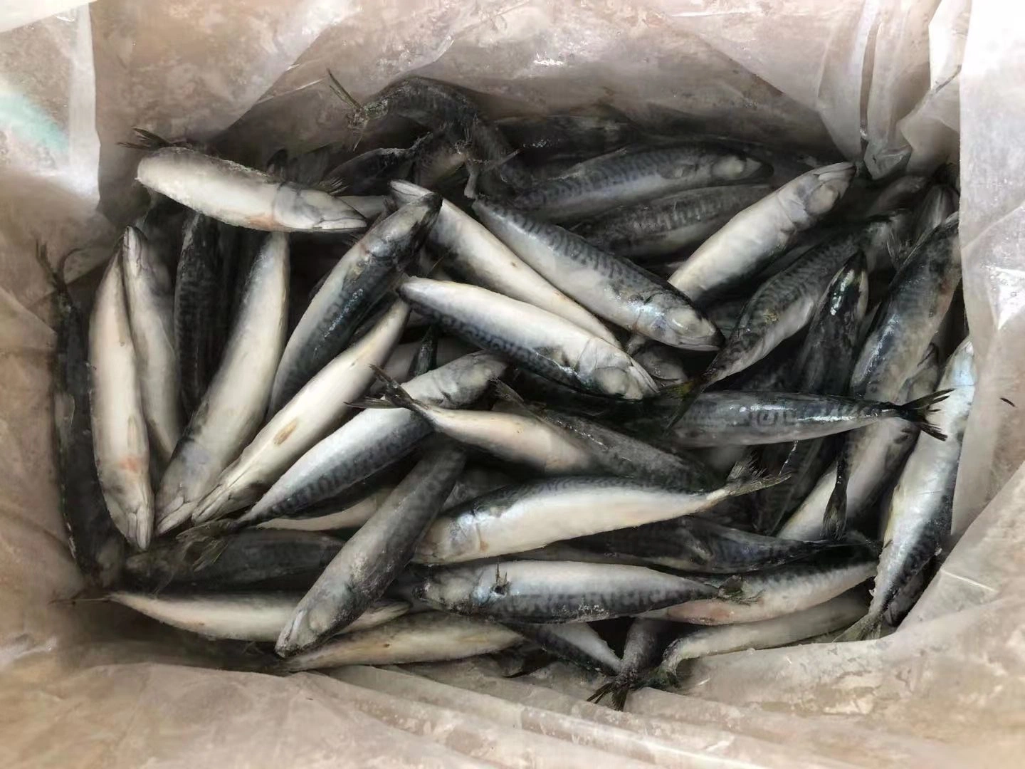 80-120g IQF Frozen North Pacific Mackerel for Indonesia Market