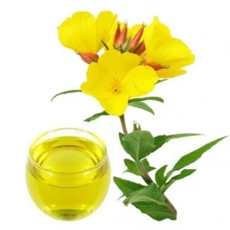 Wholesale/Supplier Bulk Evening Primrose Extract Pure Natural Organic Evening Primrose Oil Powder