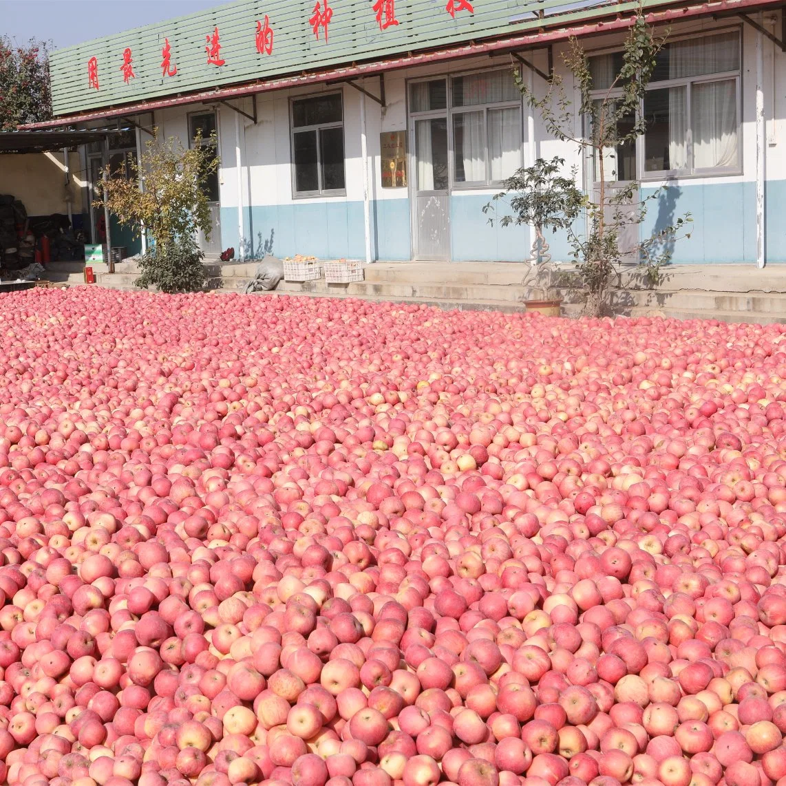 China Export-Standard buena calidad 2023 Nueva cosecha de manzana Fuji