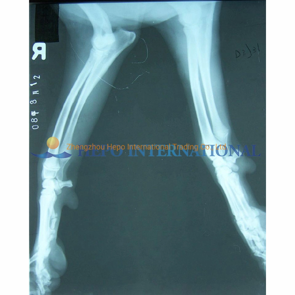 China Portable Animal High Frequency X Radiography Machine (HP-HFX600V)