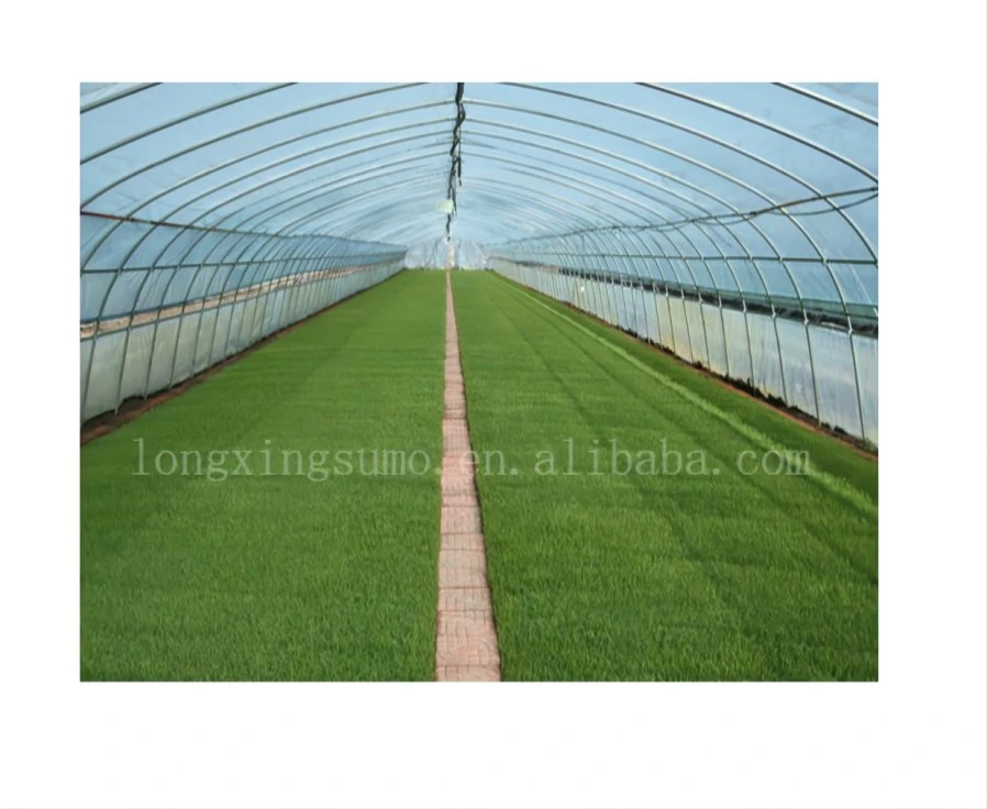 Túnel China Plástico filme estufa Agricultura Green House Equipamentos