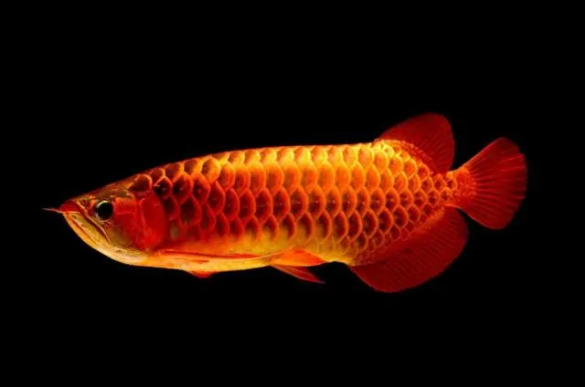 High Nutrition Enhance Color Formula for Arowana Fish Feed