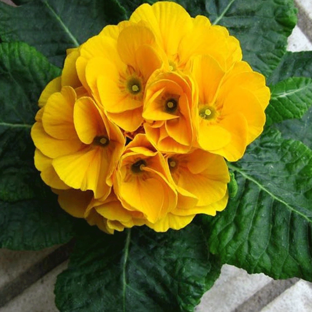 Touchhealthy Supply Hybrid F1 Flower Primula Seeds