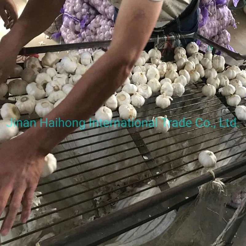 Fresh Crop Top Grade Normal White Garlic in Mesh-Bag