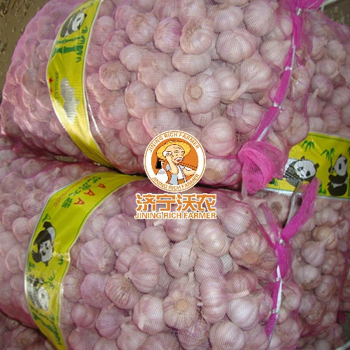 Chinese Best Fresh Natural Garlic Price