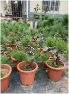 Vivero mayorista mayorista decorativas de interior de la planta natural de Pinus nigra interior verde verde de las plantas en macetas Bonsai Hotsale