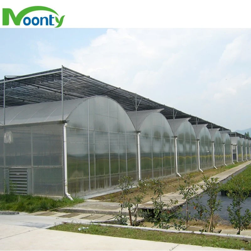 Venlo Type Polycarbonate/Glass Multispans Greenhouse with Hydro System