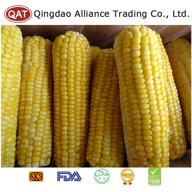 2022 New Crop IQF Frozen Super Sweet COB Corn with High quality/High cost performance 