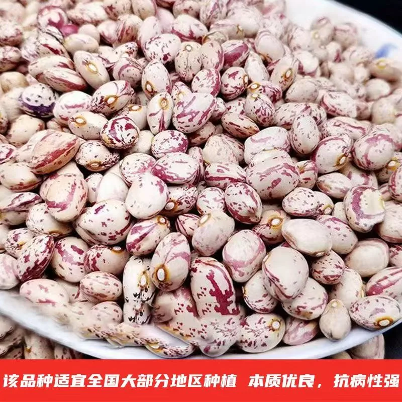 Xinjiang Origin Pinto Bean Light Speckled Kidney Bean Food Grade