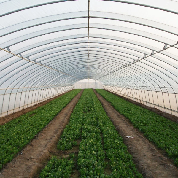 2023 Low Cost Landwirtschaftliche Polytunnel Gewächshaus für Gemüse