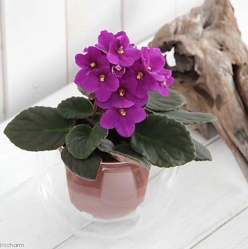 (Houseplant) Saintpaulia Akira Optimara Fresh Flower