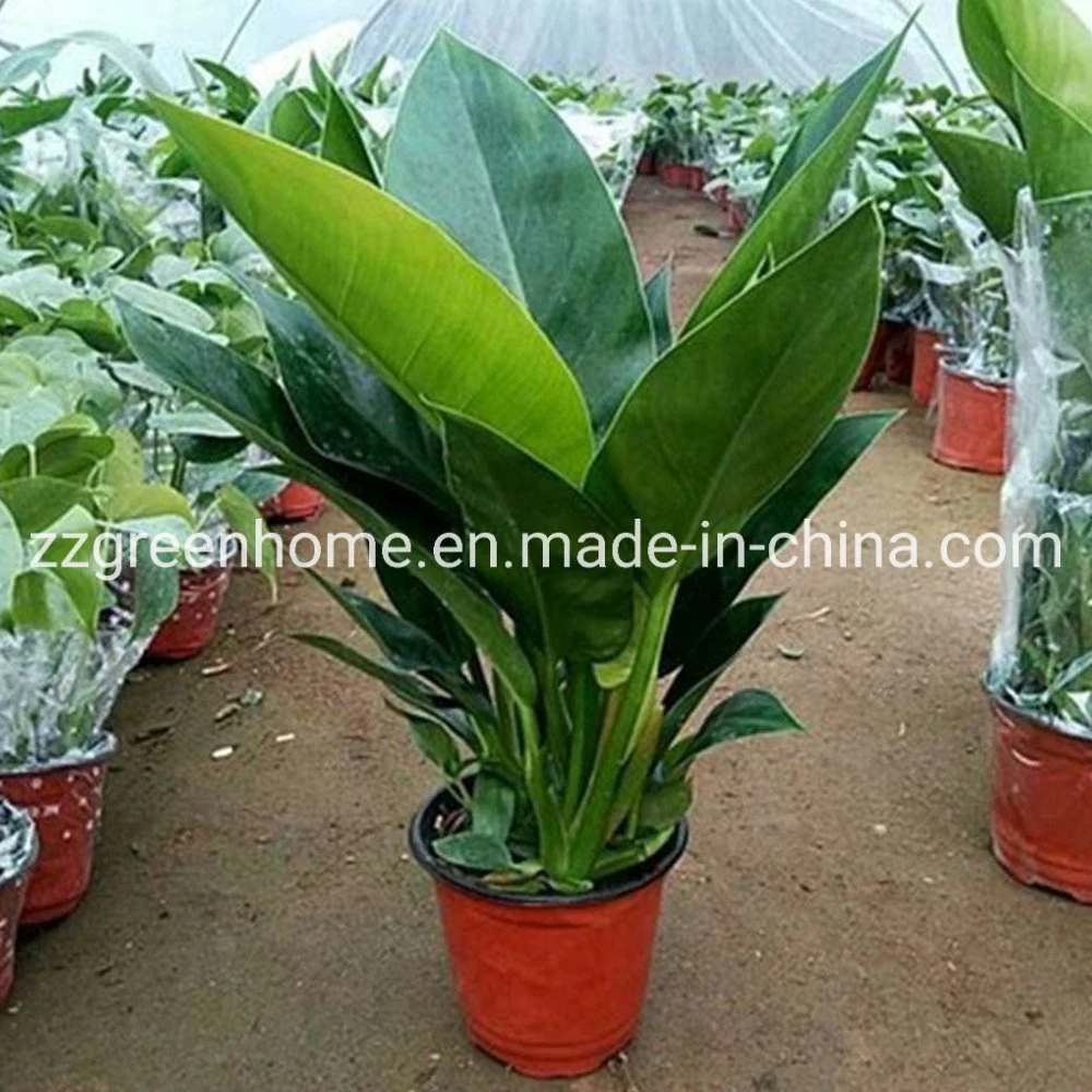 Philodendron Princesse vert Les plantes vivantes naturelles