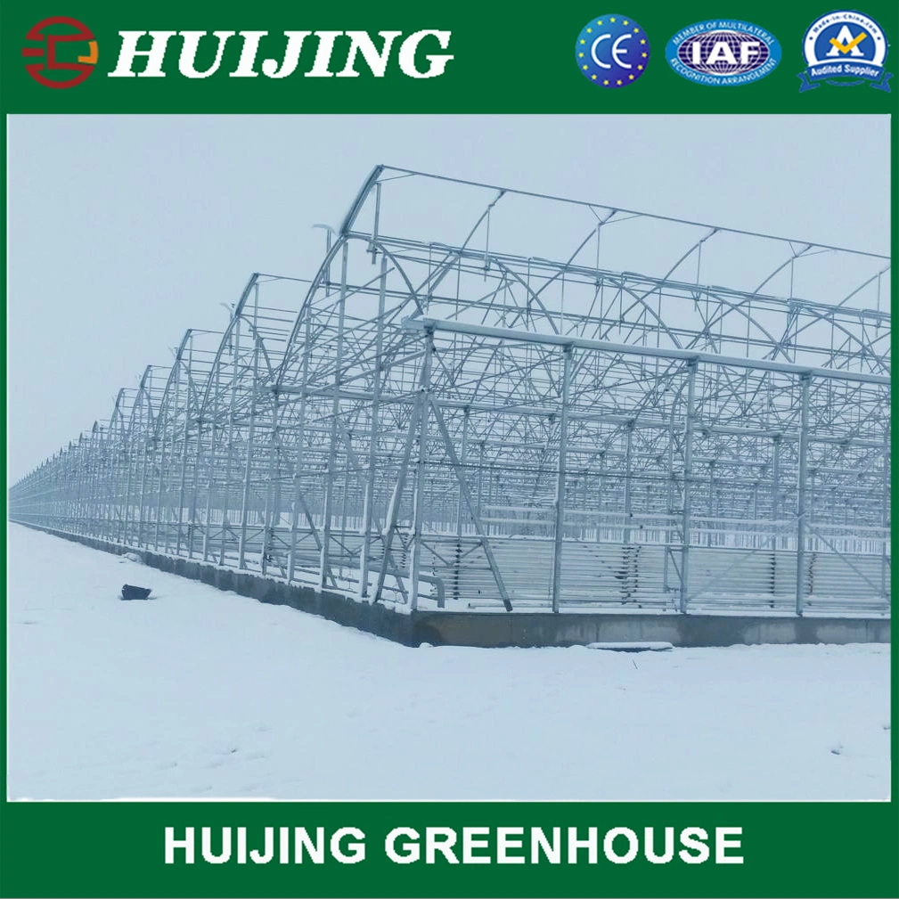 Professional Multi-Span Tunnel Film Plastic Agricultural Greenhouse for Strawberry Hydroponics Growing