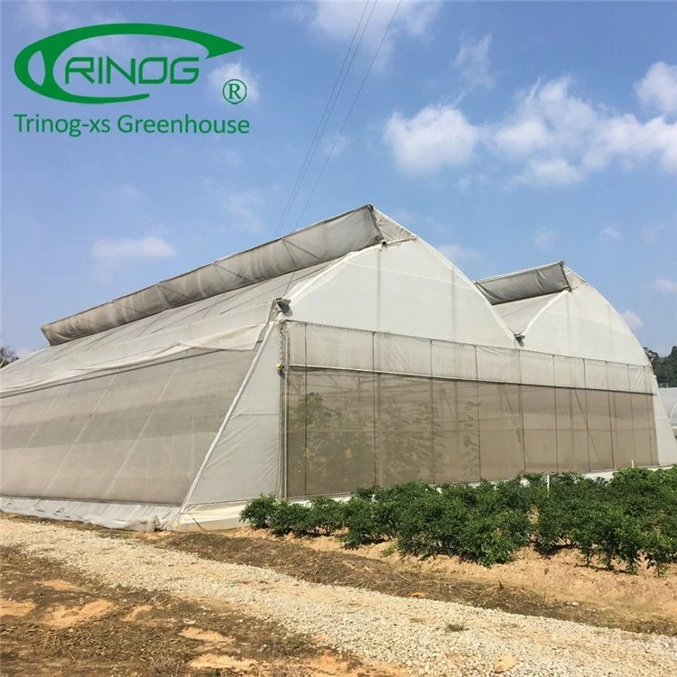 China Intelligent Large Scale Multi-span Film Greenhouse