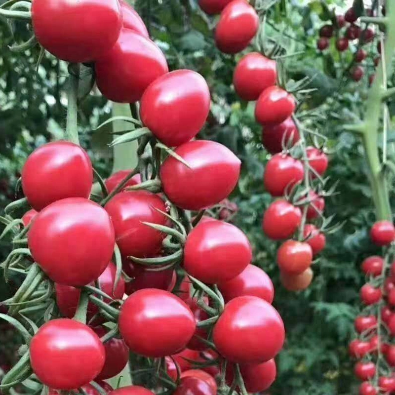 Agricultural Plastic Film Arch Greenhouse