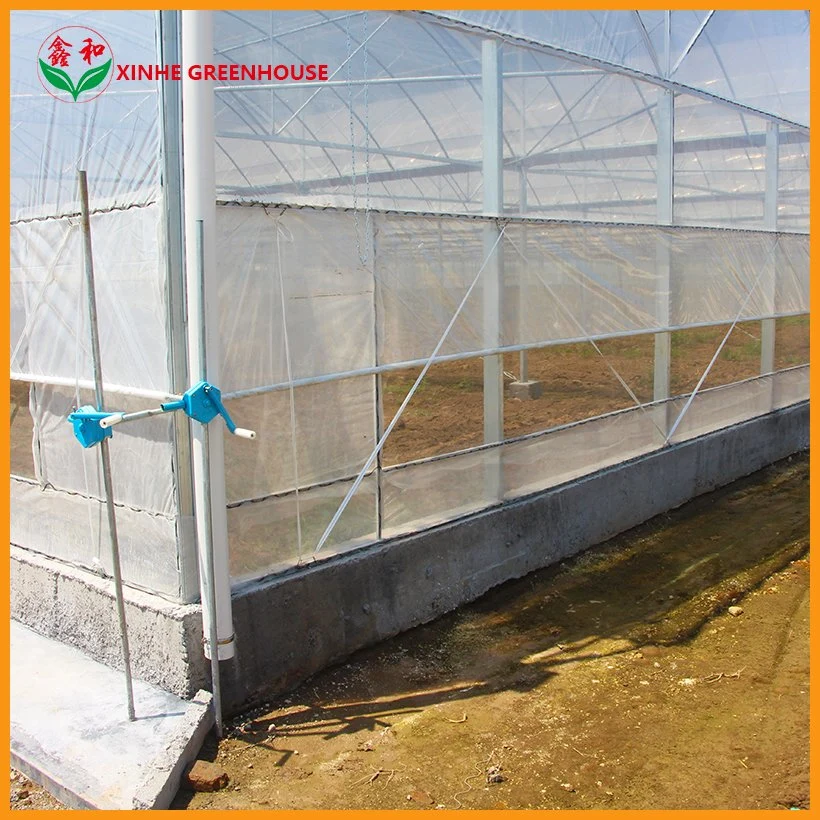 Single Span Film Greenhouse for Succulent