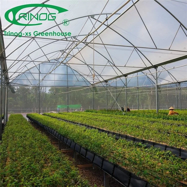 Low Cost Big Size Galvanized Steel Pipe Agricultural Cultivation Hydroponics System Multi-Span Film Greenhouse for Vegetable Growing