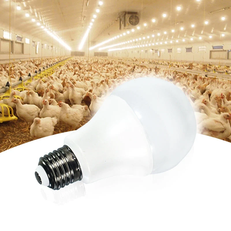 12W tensão baixa luz LED DC 12V homologada E27 Mercado Noturno de iluminação LED