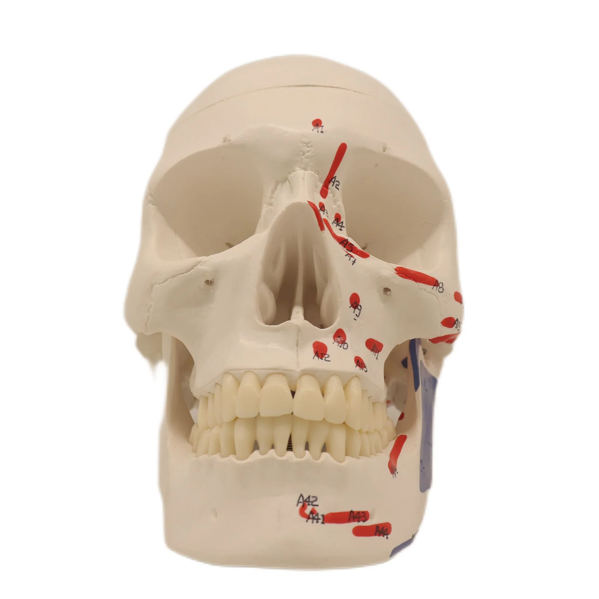 High Reproduction and Accuracy Medical Teaching Models Human Teaching Skeleton Model Spinal Column Model Human Muscular Skull with Natural Size of PVC