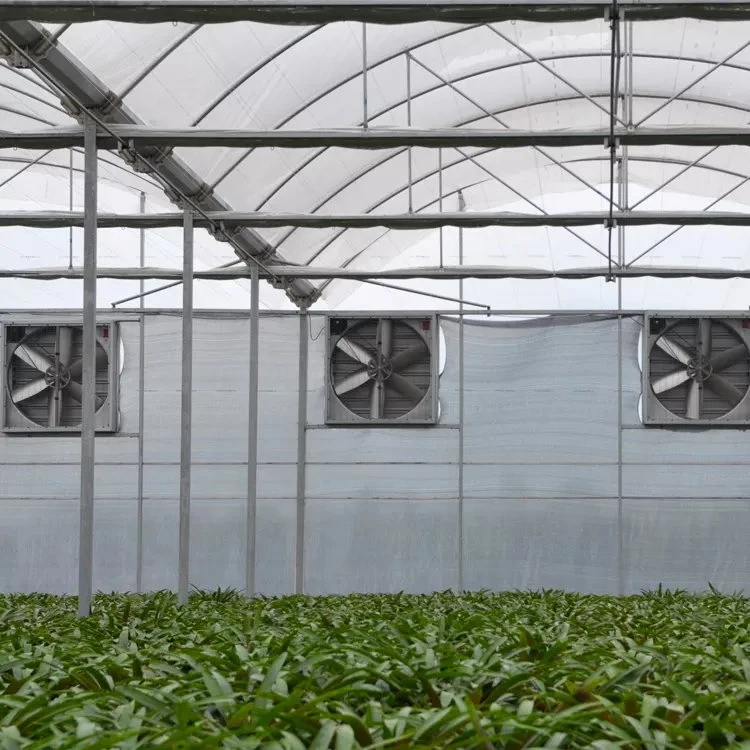 Highly Reflective Metalized Film Agricultural Greenhouses for Sale