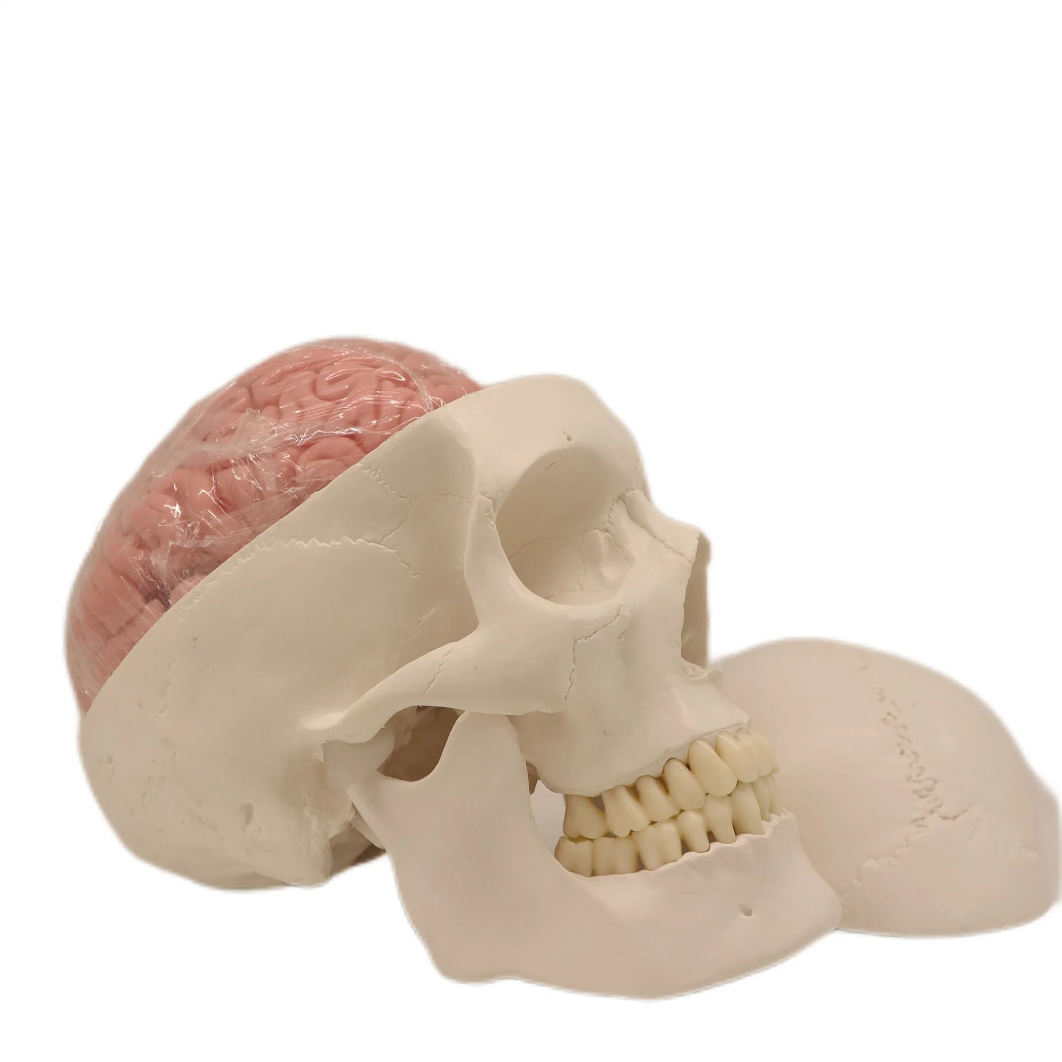 High Reproduction and Accuracy Medical Teaching Models Bone Color Human Teaching Brain Skeleton Model of 3 Parts