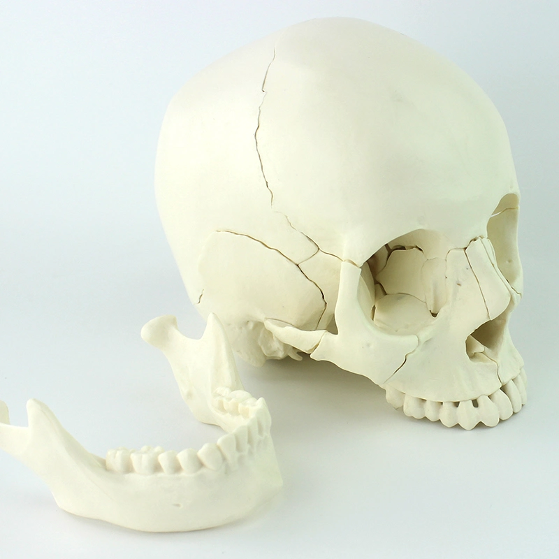 Teaching Skeleton Skull Kit 22 Individual Bones Human Models with Natural Size of PVC