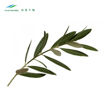 Factory Supply 10% 20% Oleuropein Hydroxytyrosol Olive Leaf Extract Powder with Free Sample