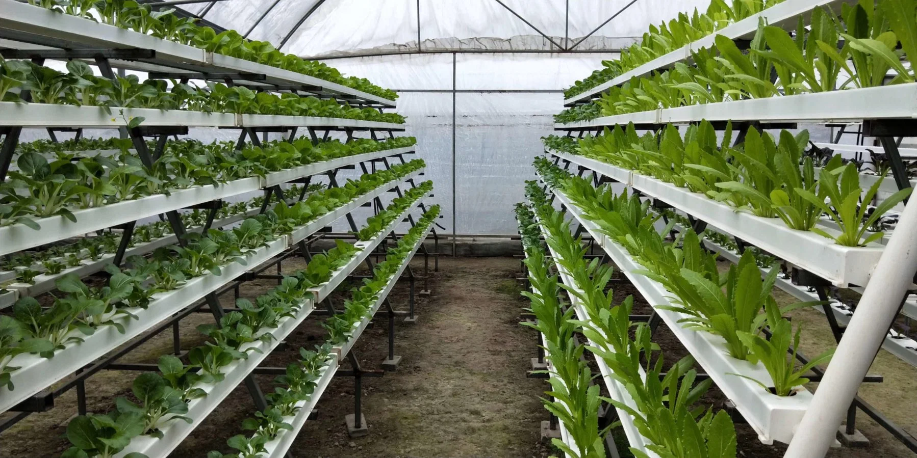 Nft de efecto invernadero de cultivo para la granja Los sistemas de cultivo