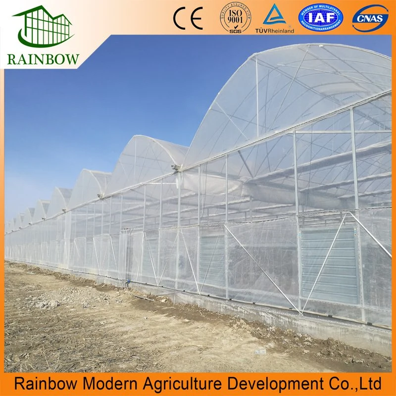 Multi Span Arch Type Multispan Poly Film Agricultural Greenhouse with Hydroponics