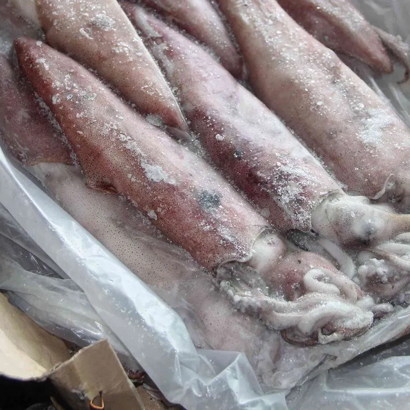 Frozen Squid with Vetetable String High quality/High cost performance Health Seafood Lllex Giant Squid Product Japanese Squid