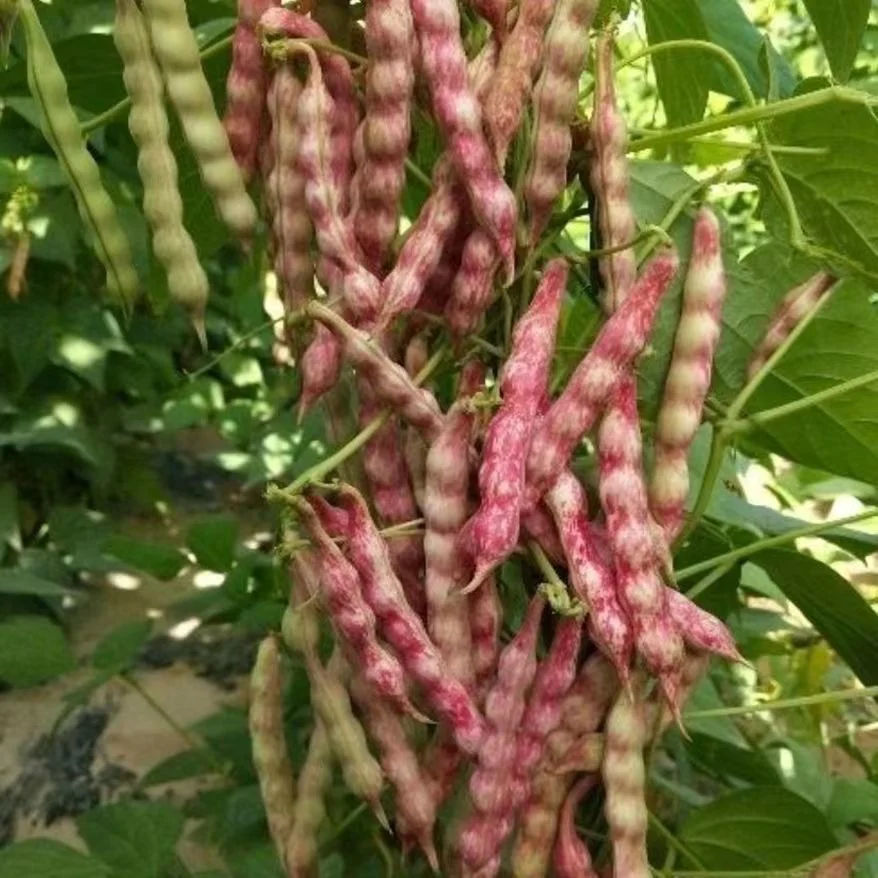 Xinjiang Pinto Bean New Crop Light Speckled Kidney Bean Long/Round Shape