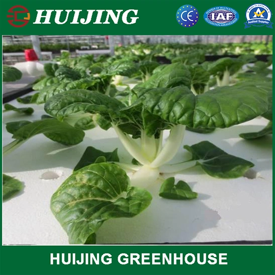 Hot Sale Floating Board Hydroponic System for Greenhouse