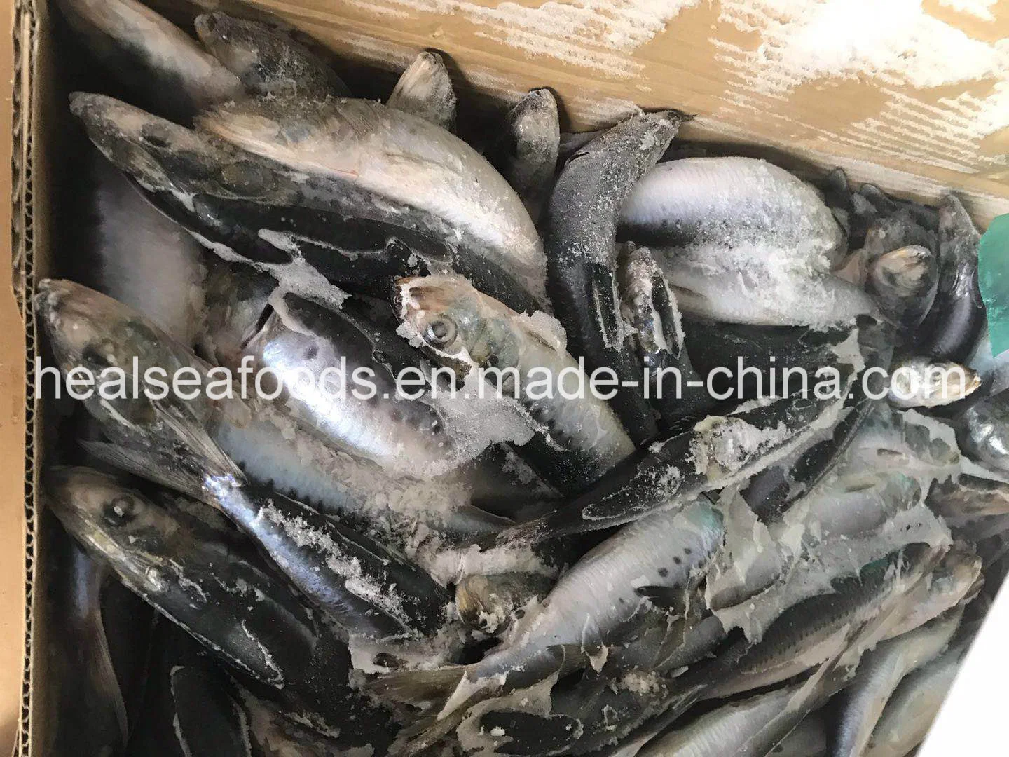 Frozen Spotted Sardine with Rich Fat Content Origin in Japan