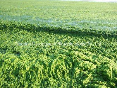 Verde Orgânico Algas Ecossustentável Refeição Entermorpha Seaplant extracto de algas