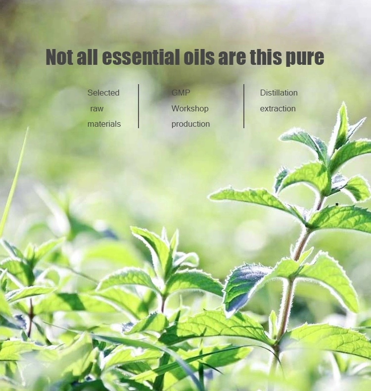 Wholesale/Supplier Peppermint Essential Oil Manufacturer and Exporter